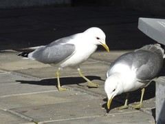 Larus canus