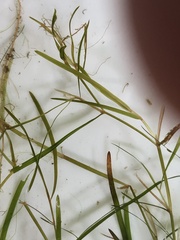 Potamogeton foliosus