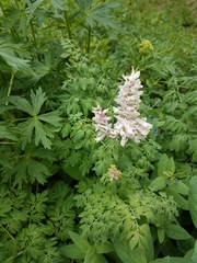 Corydalis caseana brandegeei
