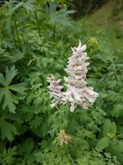 Corydalis caseana brandegeei