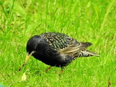 Sturnus vulgaris
