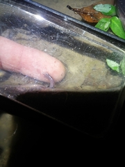 Amphiuma tridactylum