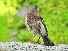 Turdus pilaris