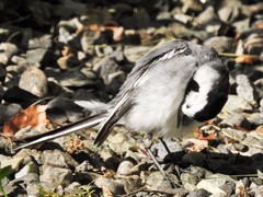 Motacilla alba