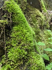 Plagiothecium cavifolium