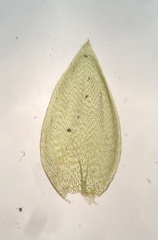 Plagiothecium cavifolium