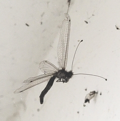 Protidricerus japonicus