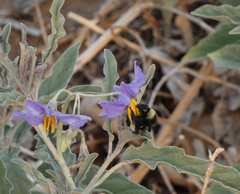 Bombus pensylvanicus