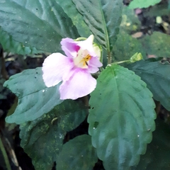 Impatiens pseudoperezii