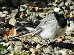 Motacilla alba