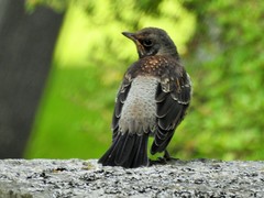 Turdus pilaris