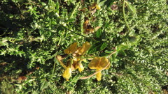 Rhynchosia caribaea