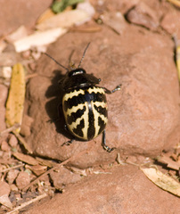 Platyphora flavozonata