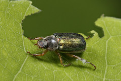 Dichelonyx canadensis