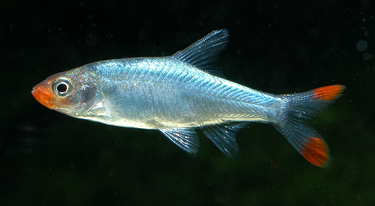 Sawbwa resplendissant (Nez-rouge asiatique) (Sawbwa resplendens)