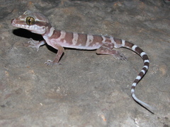Cyrtodactylus mcdonaldi