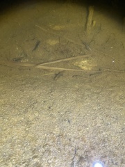 Cyprinodon macularius