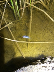 Cyprinodon macularius