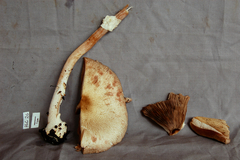 Agaricus microincrustatus