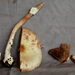Agaricus microincrustatus - Photo (c) Bitty A. Roy, some rights reserved (CC BY-NC), uploaded by Bitty A. Roy