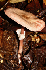 Agaricus microincrustatus