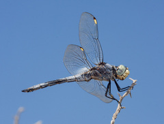 Libellula comanche