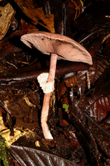 Agaricus microincrustatus