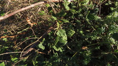 Rhynchosia caribaea