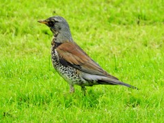 Turdus pilaris