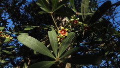 Sterculia alexandri