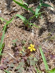 Oxalis corniculata