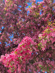 Rosaceae