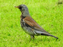 Turdus pilaris