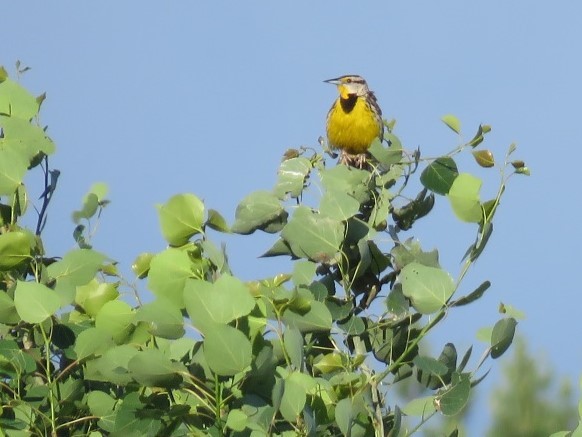 Eastern Meadowlark (Sturnella magna)