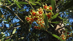 Sterculia alexandri