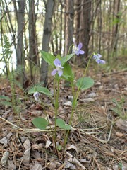 Viola sacchalinensis