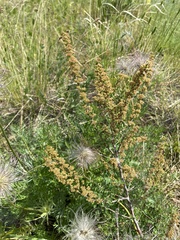 Spiraea aquilegifolia