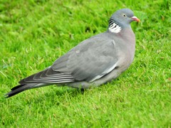 Columba palumbus