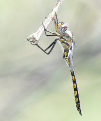 Epitheca petechialis