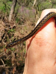 Thamnophis couchii