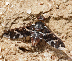Exoprosopa caliptera