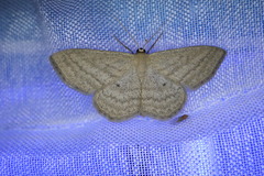 Scopula virgulata