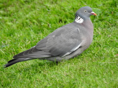 Columba palumbus