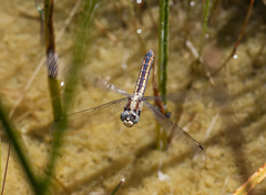 Libellula comanche