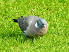 Columba palumbus