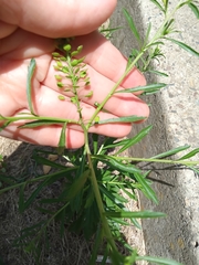 Lepidium densiflorum