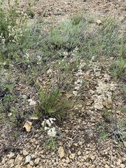 Silene turczaninovii