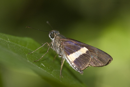 Zenis minos