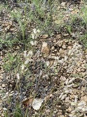 Silene turczaninovii