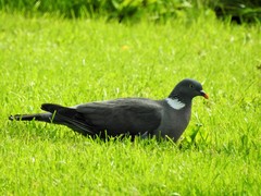 Columba palumbus
